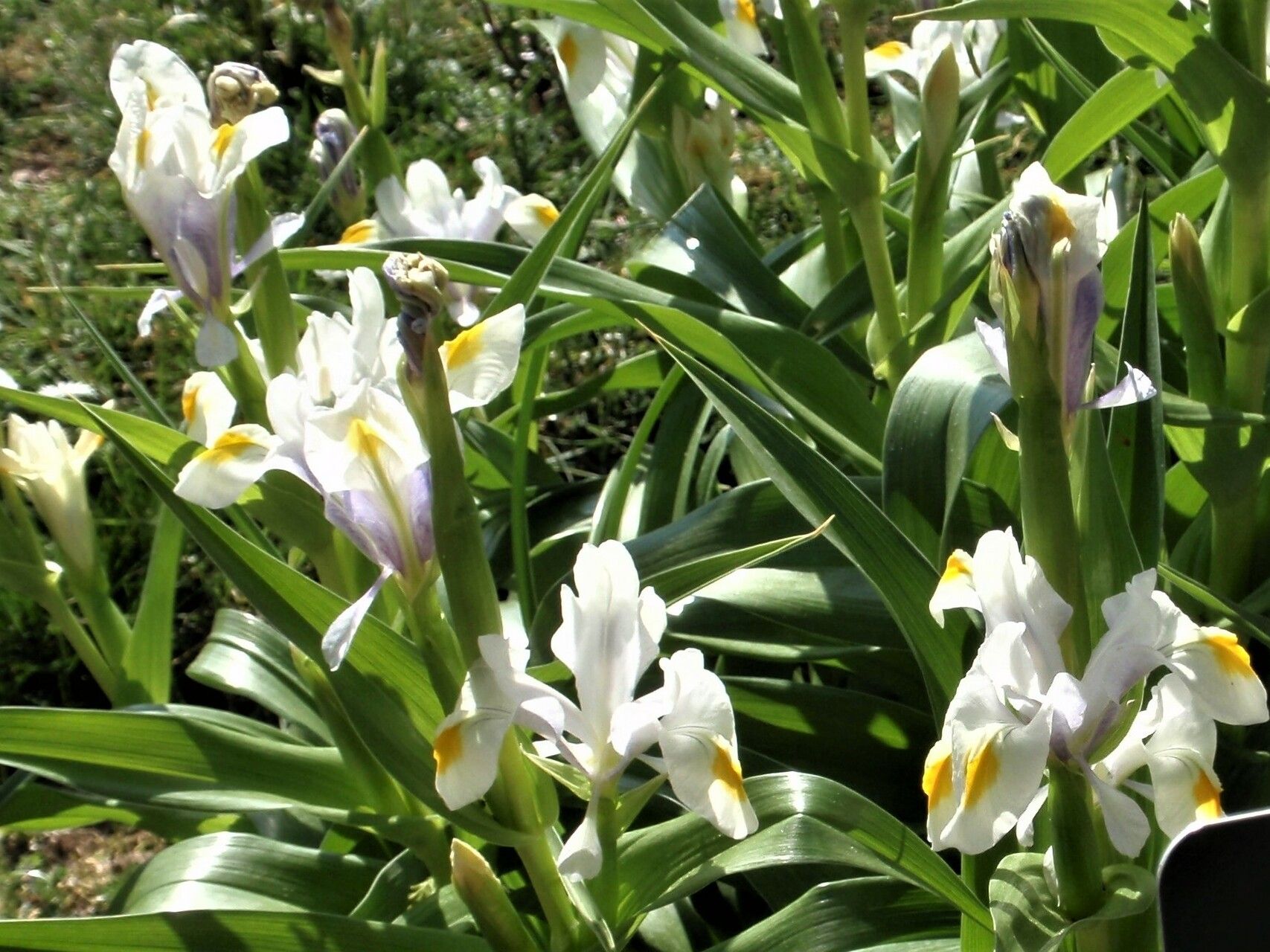 Iris magnifica flower