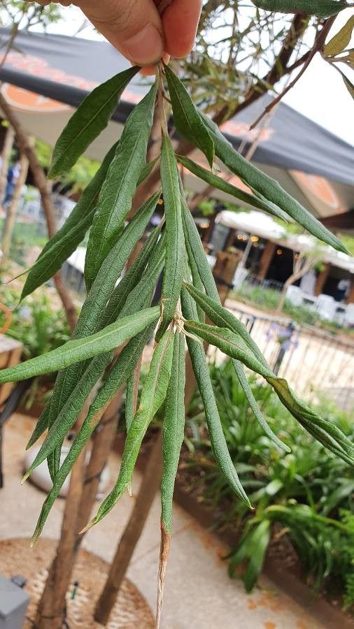 Buddleja saligna — search result for 'Central Africa'