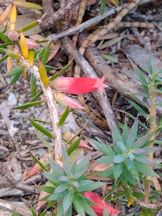 Astroloma humifusum flower