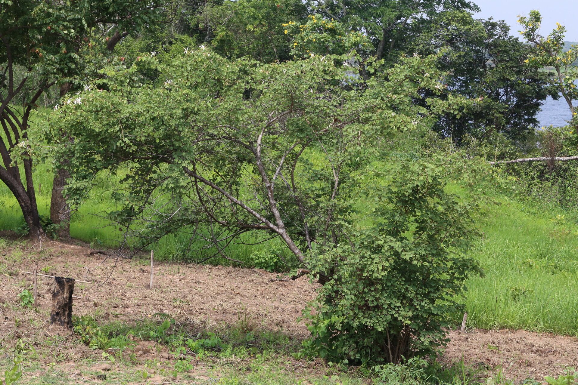 Bauhinia petersiana habit