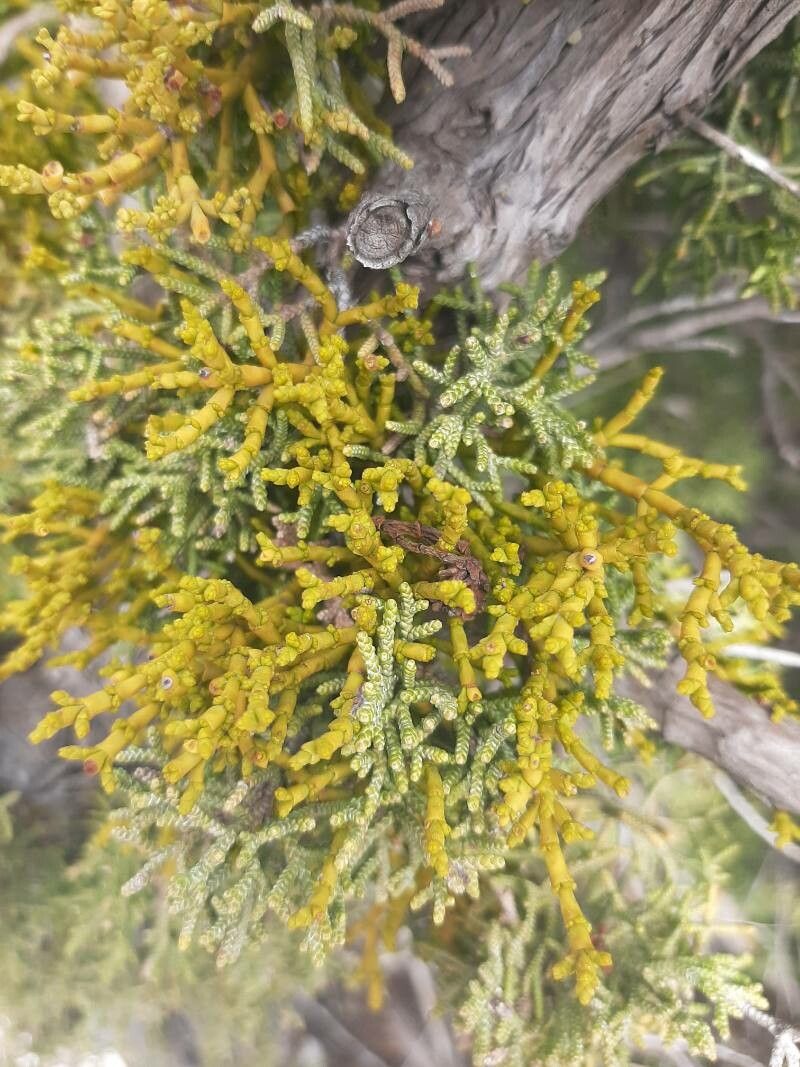 Arceuthobium gambyi — related species from the same genus