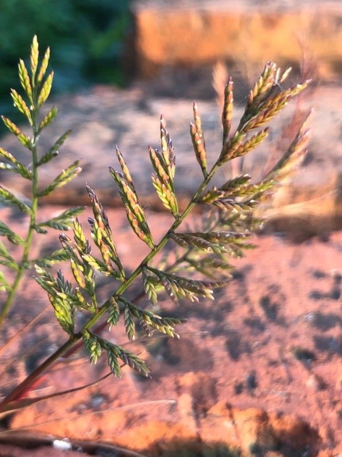 Catapodium rigidum leaf