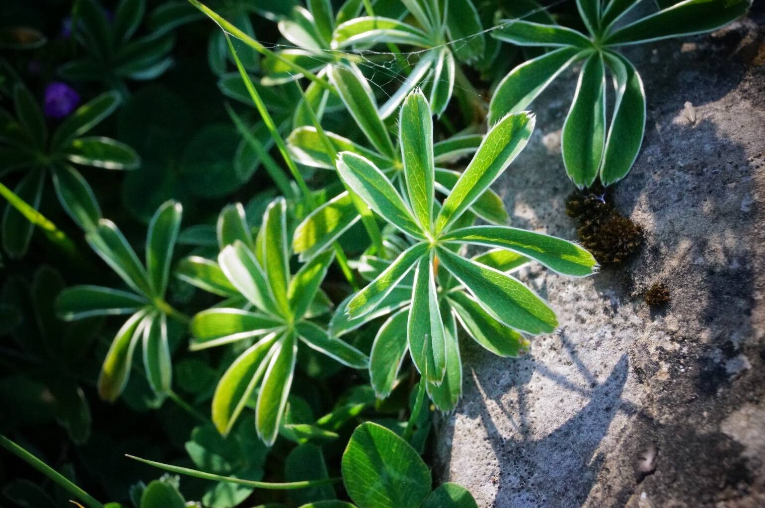 Alchemilla catalaunica — houseplant care guide