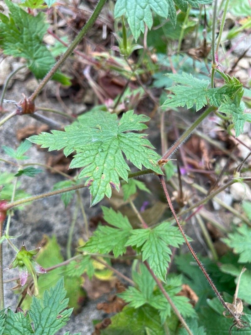 Geranium × oxonianum — search result for 'Geranium'
