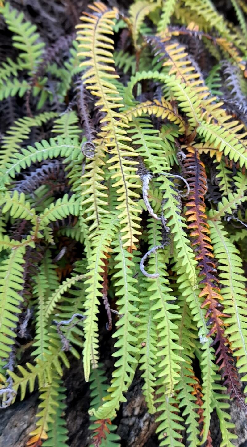 Sticherus squamulosus — houseplant care guide