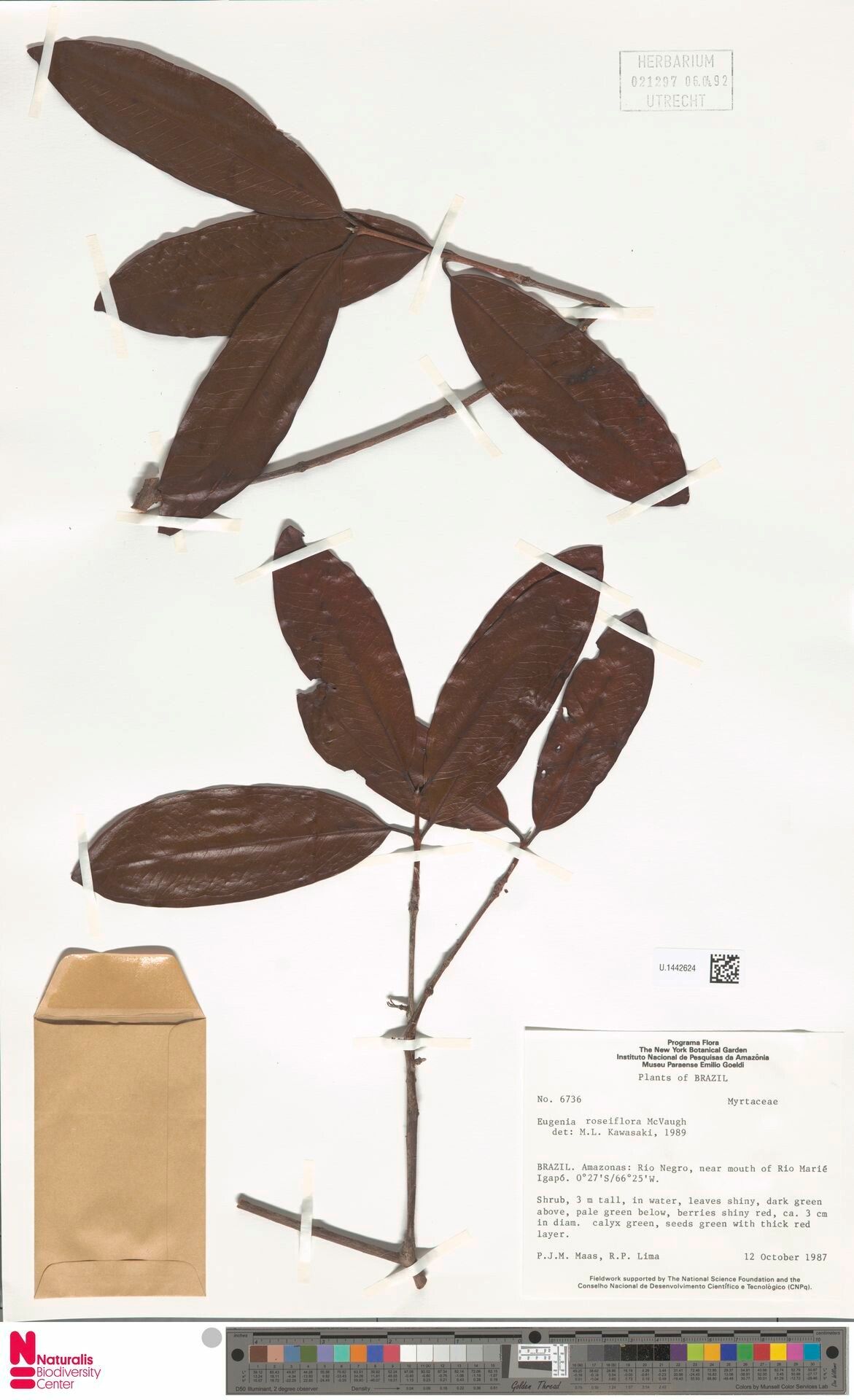 Eugenia roseiflora leaf