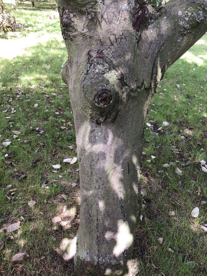 Sorbus croceocarpa bark