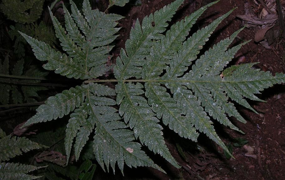 Tectaria rufovillosa leaf