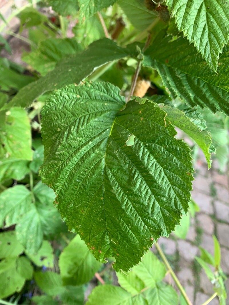 Rubus pruinosus — search result for 'Rubus'