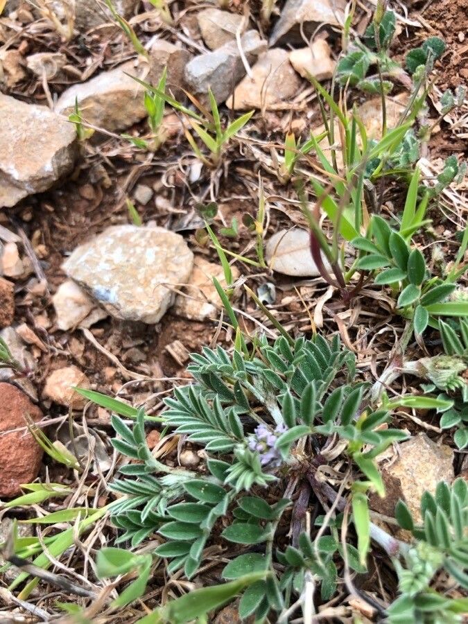 Biserrula epiglottis — houseplant care guide