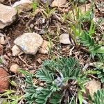 Astragalus epiglottis