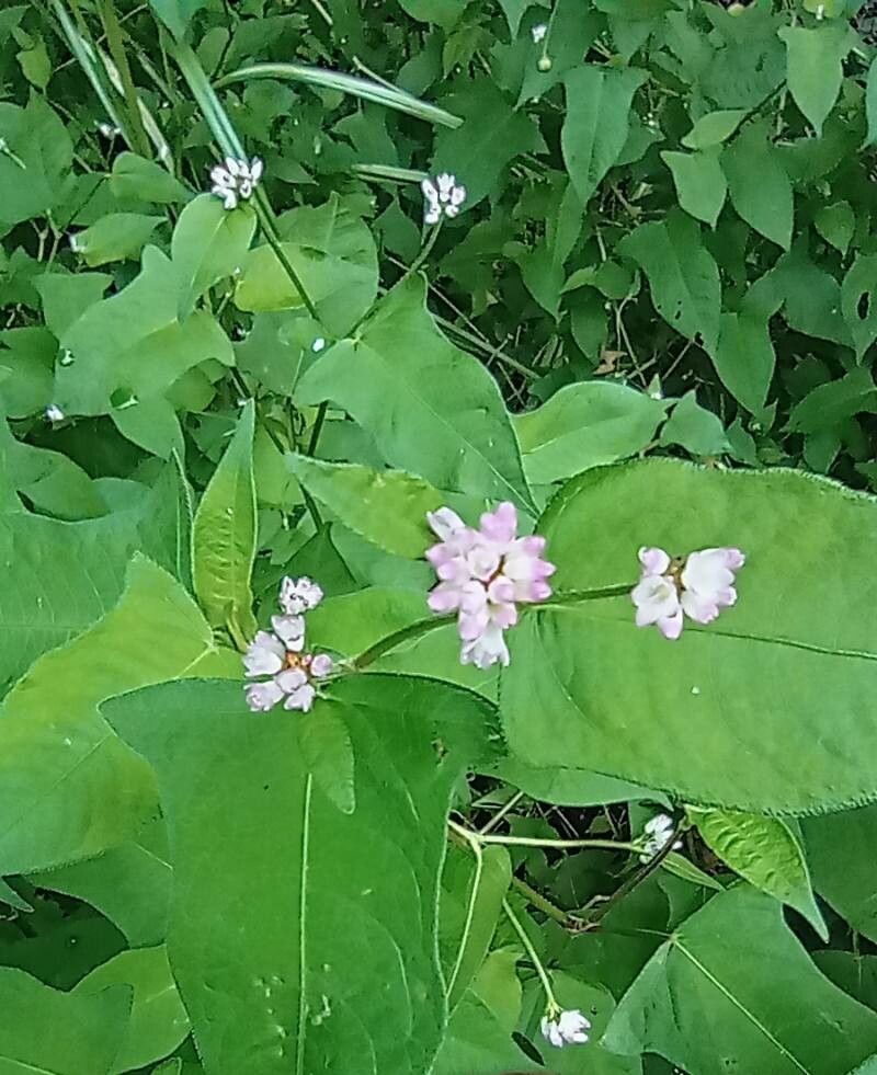 Persicaria thunbergii flower
