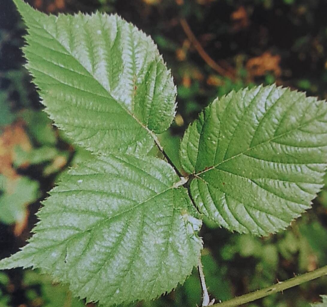 Rubus oreades — houseplant care guide