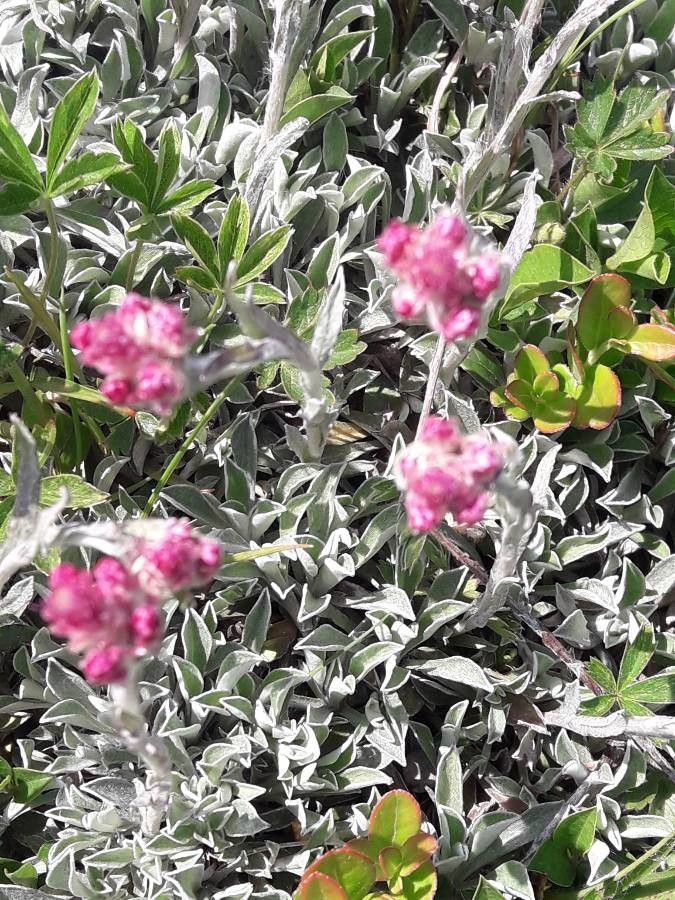 Antennaria parvifolia flower
