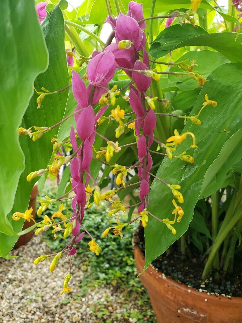 Globba winitii flower