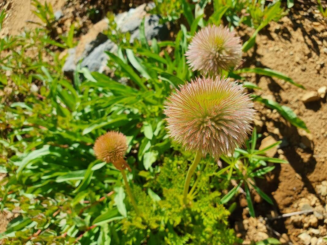 Pulsatilla occidentalis fruit