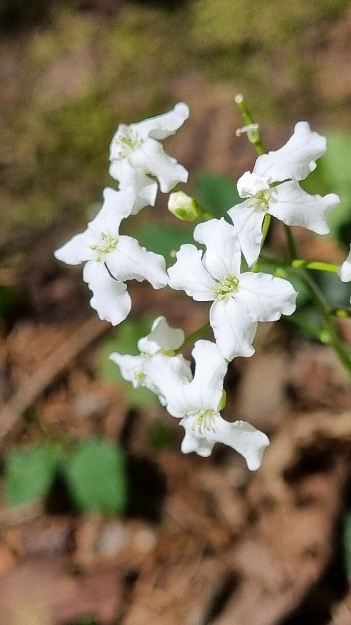 Cardamine trifolia flower
