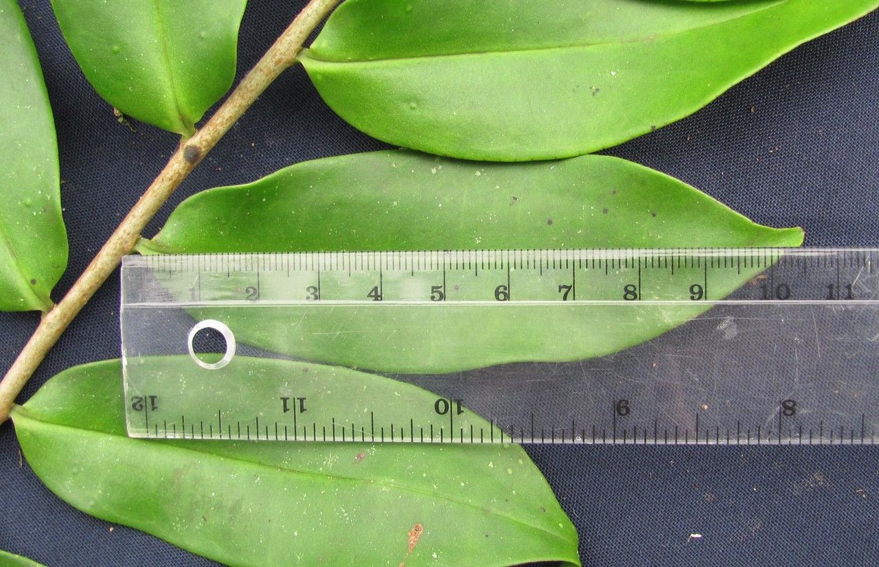 Marcgravia pittieri — houseplant care guide