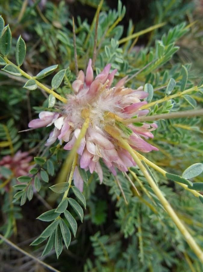 Astragalus angustifolius flower