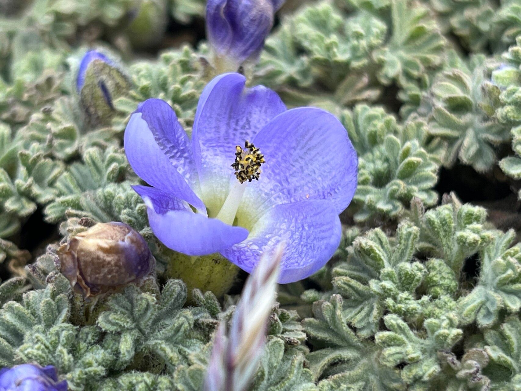 Nototriche obtusa flower