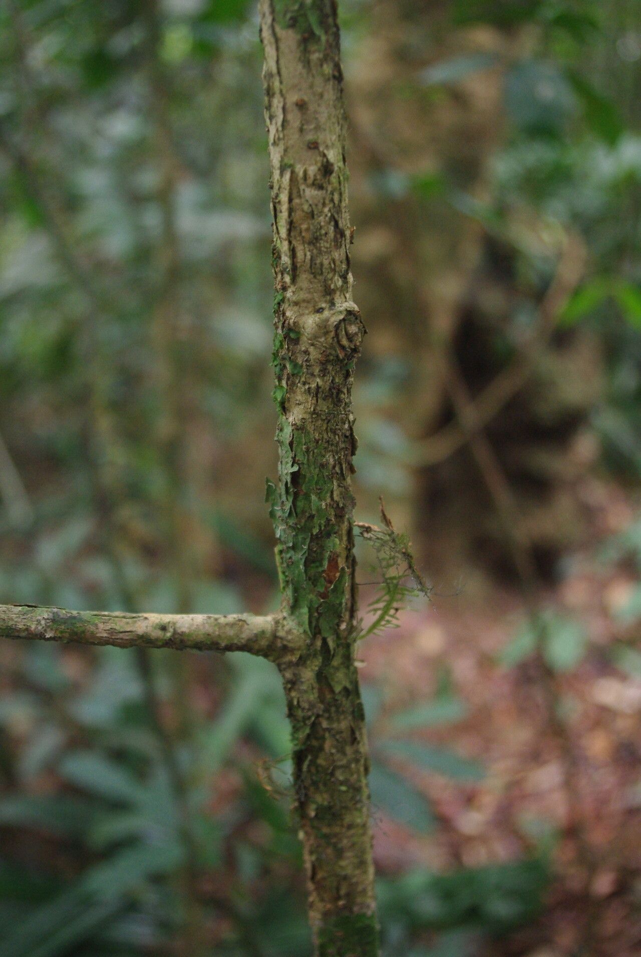 Duguetia dilabens bark