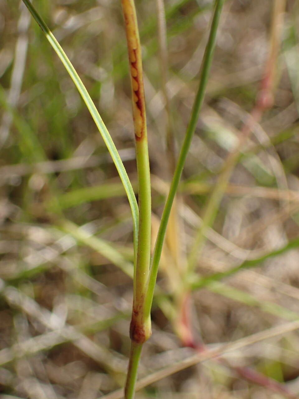 Dianthus godronianus leaf