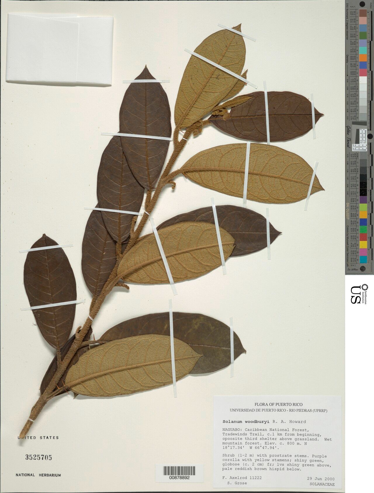 Solanum woodburyi — houseplant care guide