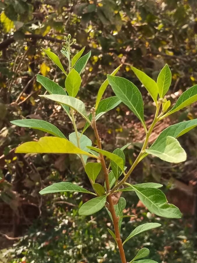 Gymnanthemum extensum habit