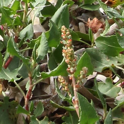 Rumex roseus flower