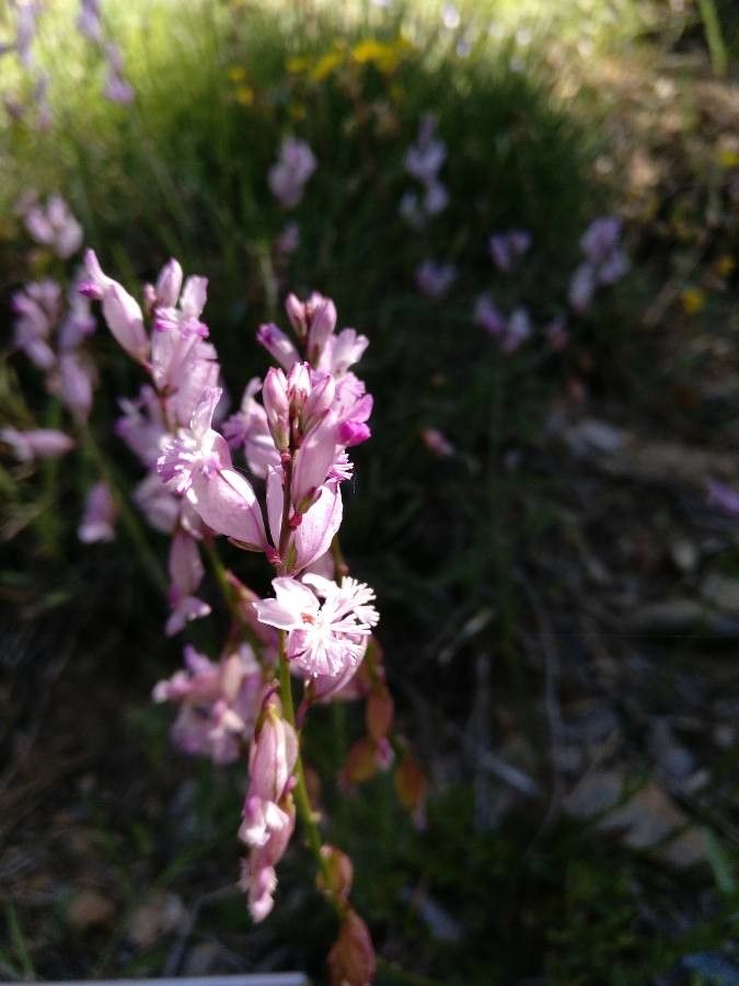 Teucrium webbianum flower