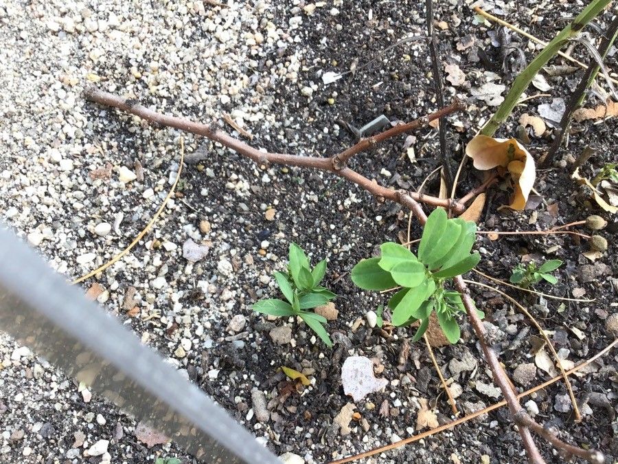 Lathyrus niger — search result for 'Lathyrus'