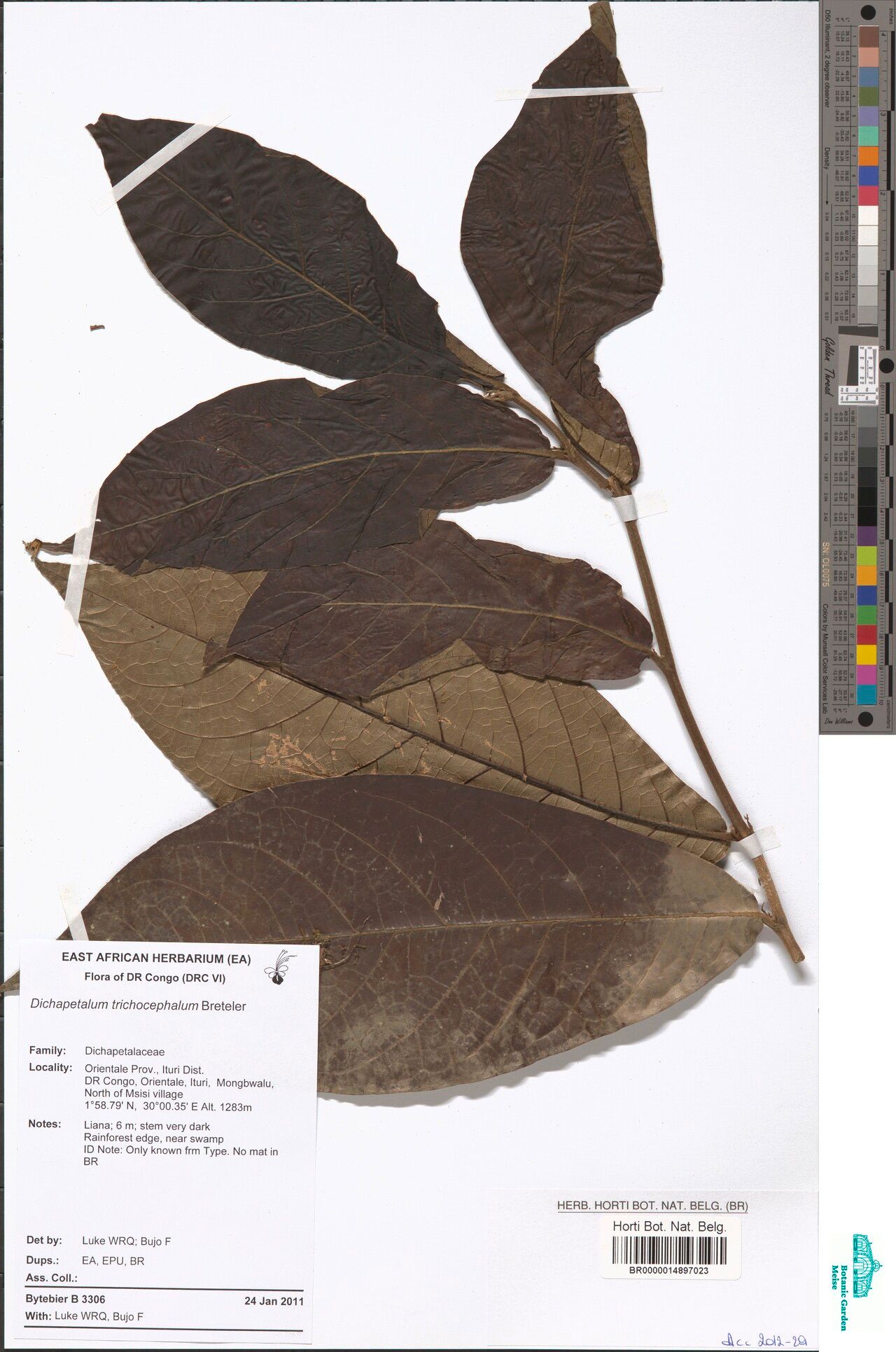 Dichapetalum trichocephalum — houseplant care guide