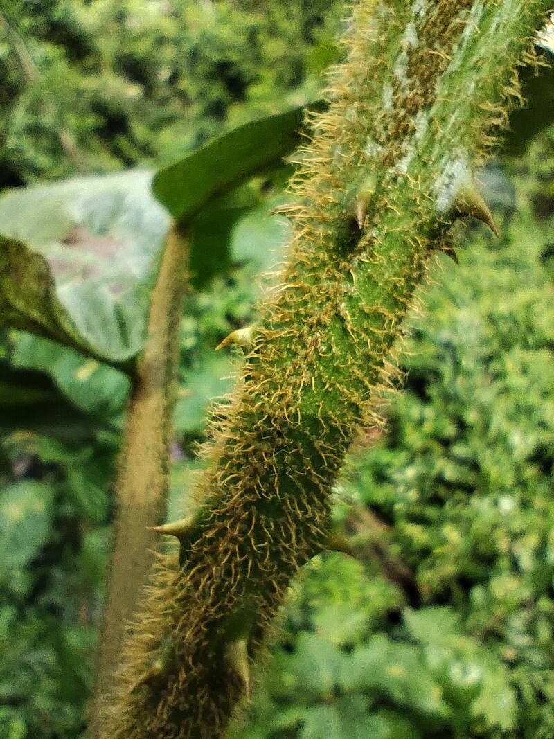 Solanum crinitum bark