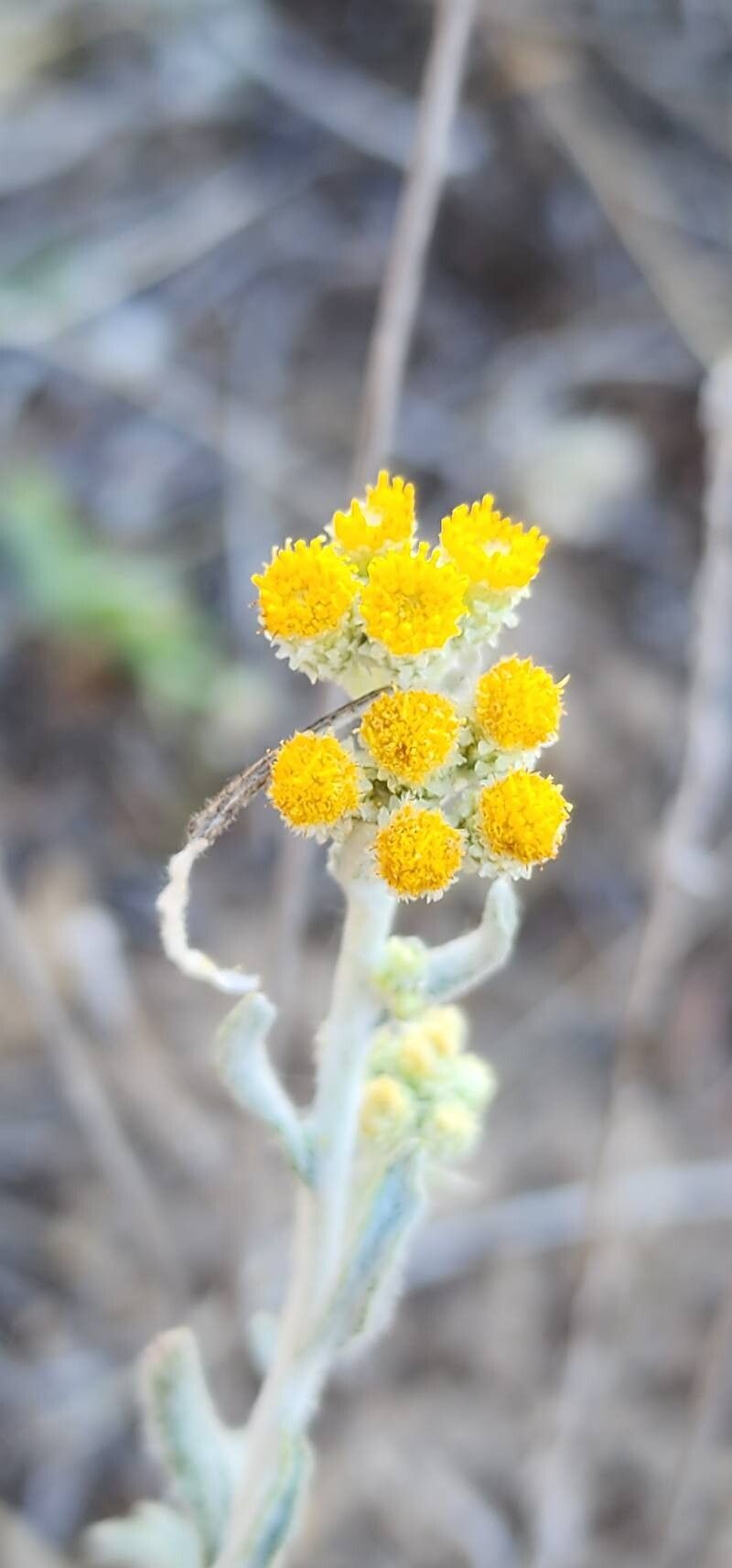 Helichrysum leucocephalum flower