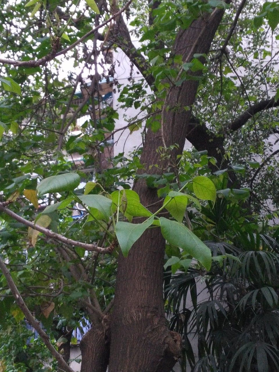 Erythrina variegata bark