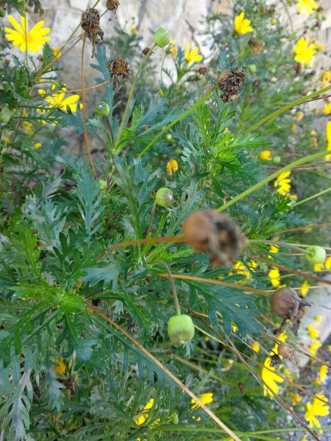 Euryops pectinatus fruit
