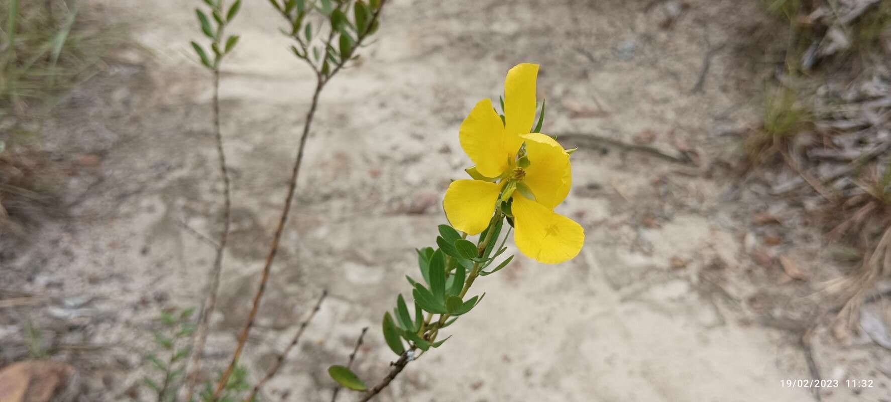 Chamaecrista orbiculata flower