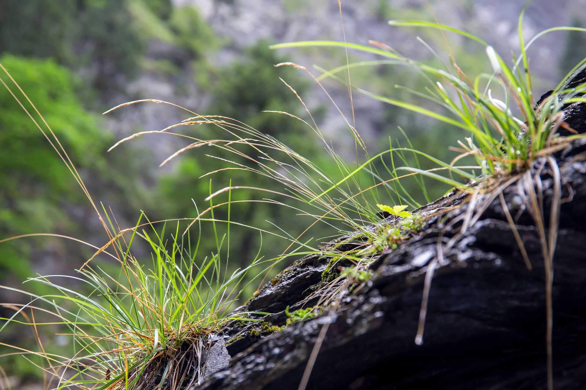 Agrostis schleicheri flower