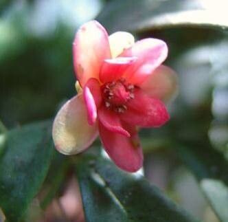 Illicium lanceolatum flower