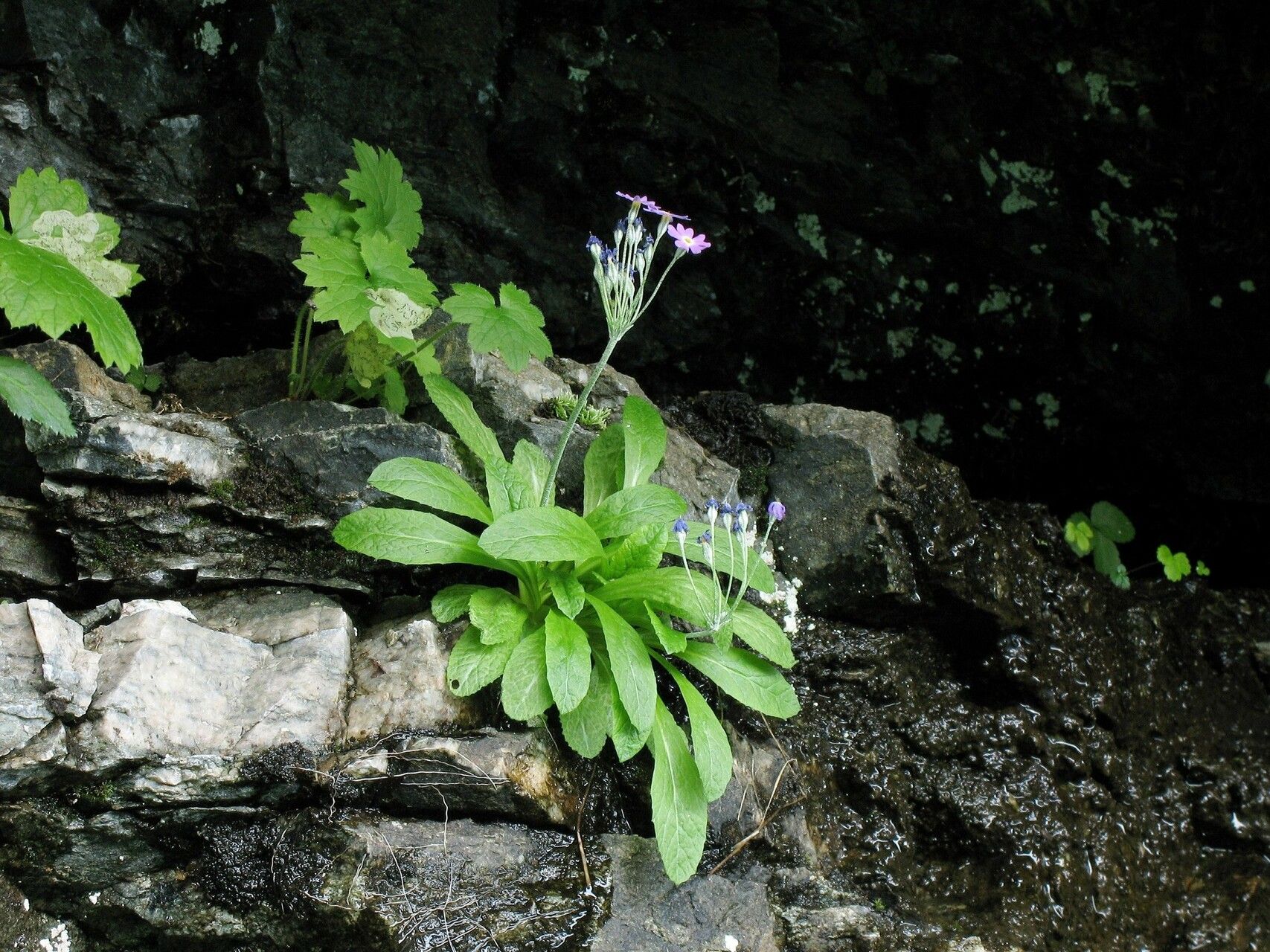 Primula frondosa habit