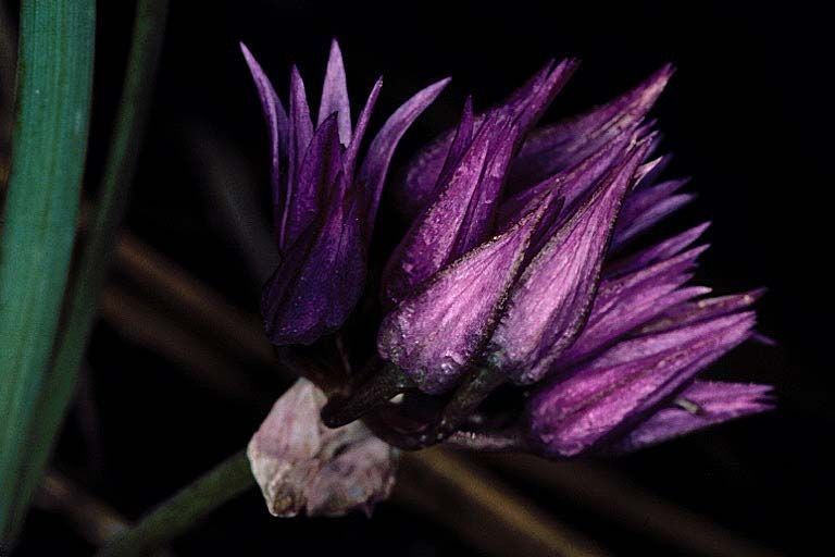 Allium siskiyouense — houseplant care guide