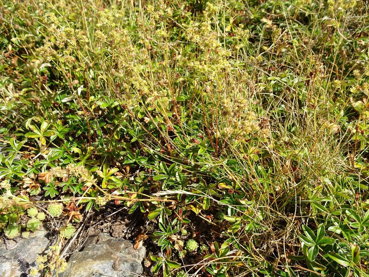 Alchemilla saxatilis habit