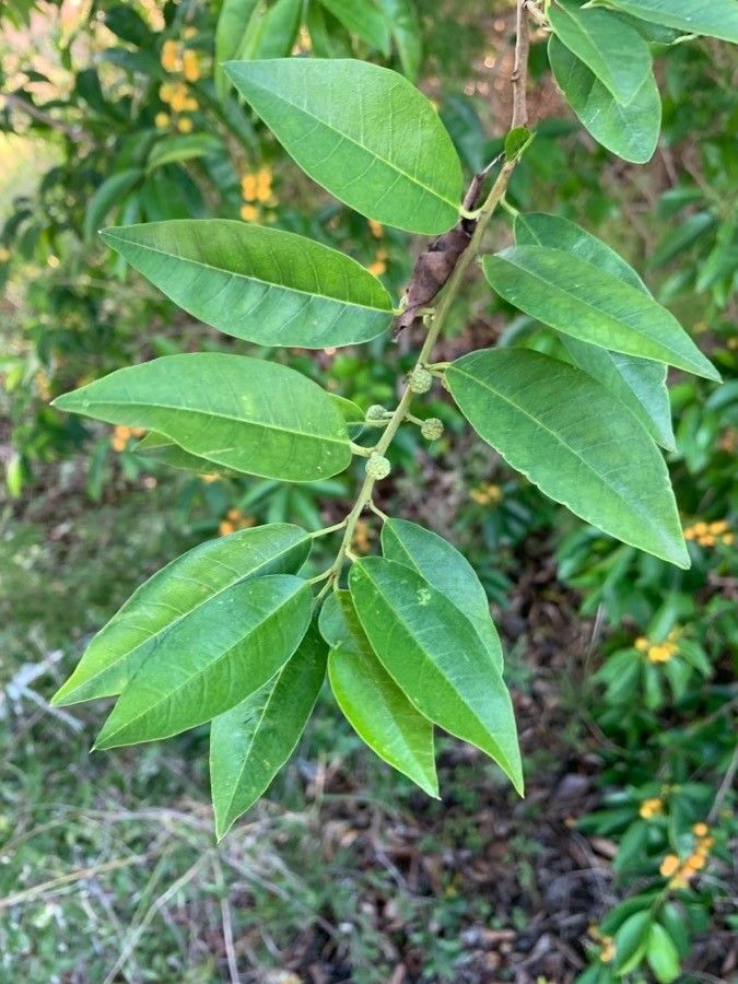 Maclura cochinchinensis leaf