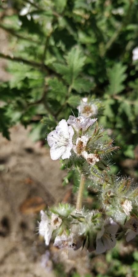 Phacelia cicutaria flower