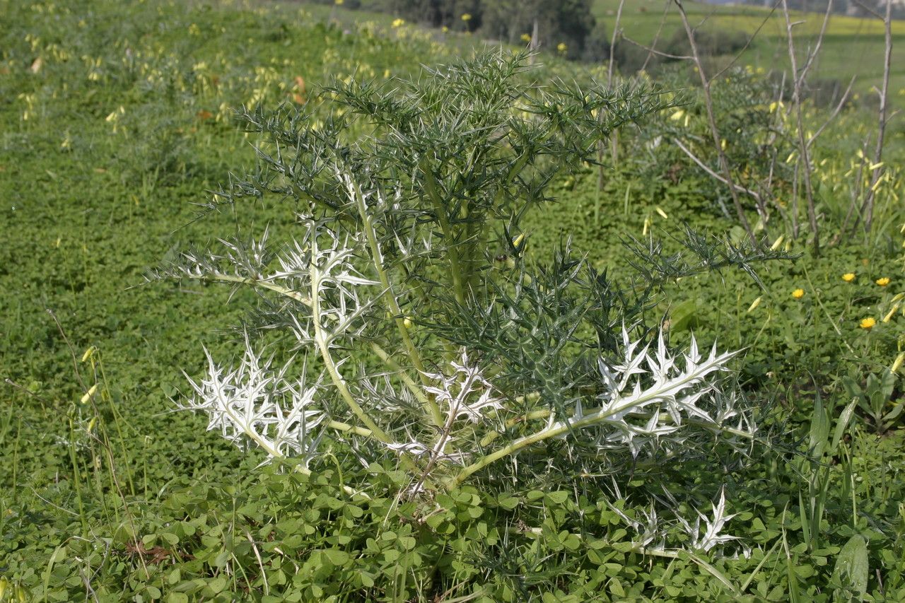 Echinops bovei habit