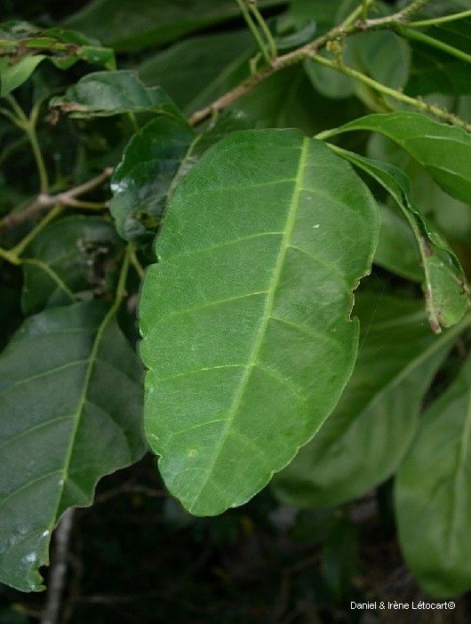 Allophylus timoriensis — houseplant care guide