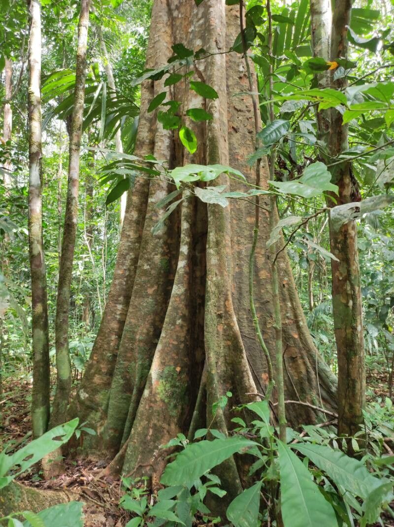 Pradosia grisebachii bark