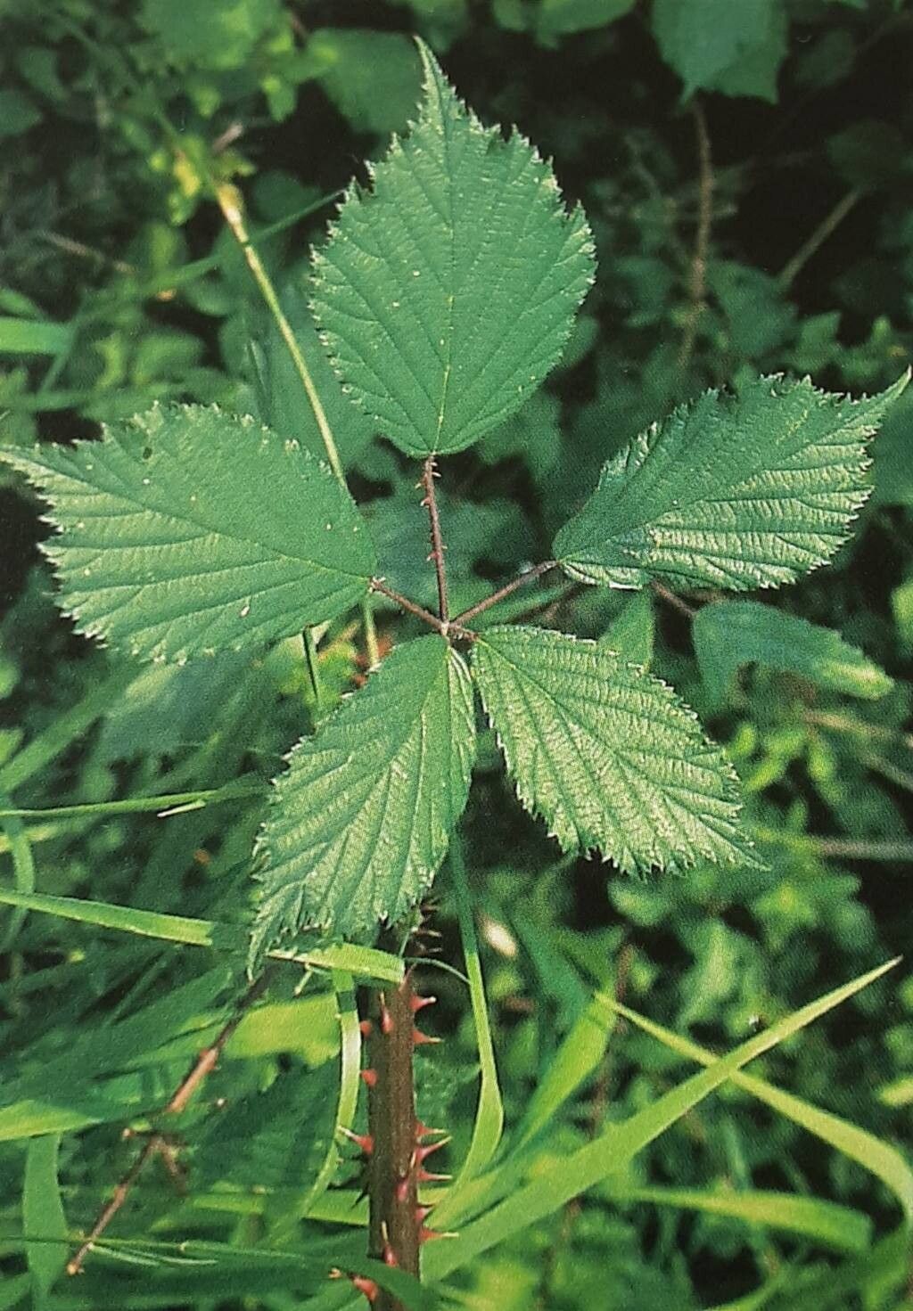 Rubus fimbrifolius — houseplant care guide