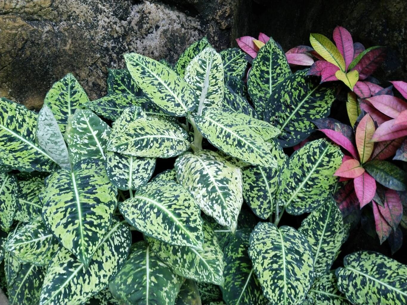 Dieffenbachia grayumiana flower