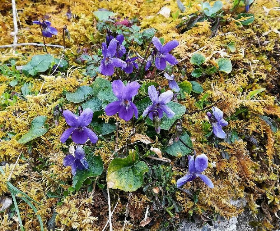 Viola elatior flower